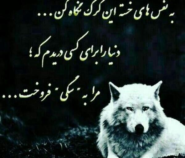 عکس گرگ خسته