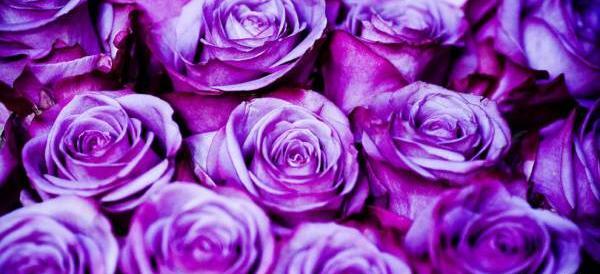 عکس گل رز همه رنگه