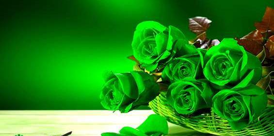 عکس گل رز همه رنگه