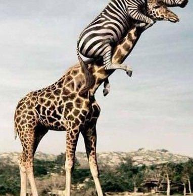 عکس های خنده دار طبیعت