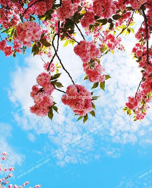 عکس بهار کیوت