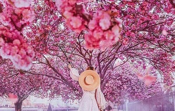 عکس بهار کیوت