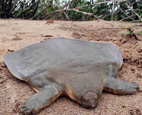 عکس لاک پشت بی لاک