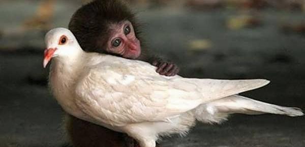 عکس میمون پرنده