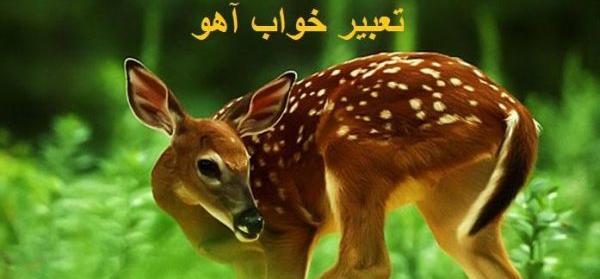 عکس آهوی مرده