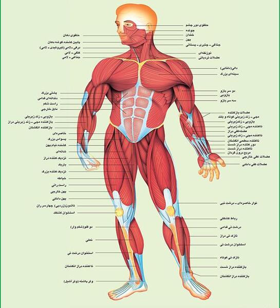 عکس تصاویر آناتومی عضلات بدن