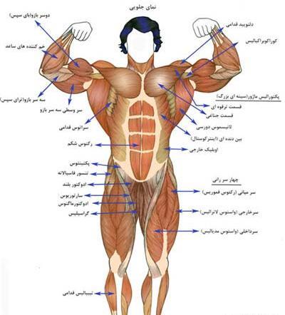 عکس تصاویر آناتومی عضلات بدن
