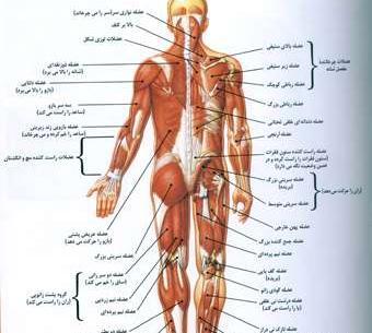 عکس تصاویر آناتومی عضلات بدن