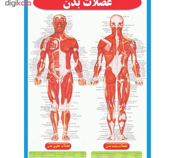 عکس تصاویر آناتومی عضلات بدن