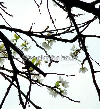 عکس های گرافیکی بهار