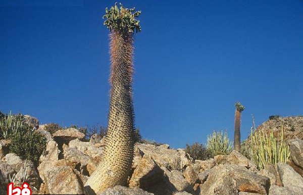 عکس زشت گل