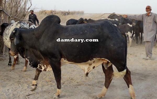 عکس گاو تالشی