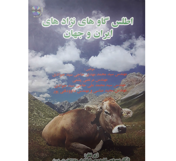 عکس گاو تالشی
