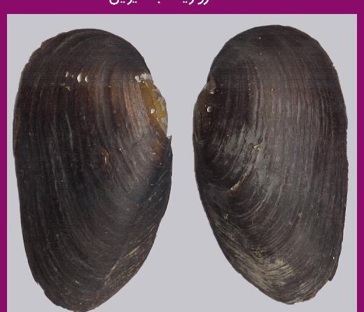 عکس صدف یگانه
