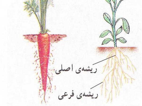عکس ریشه ی ذرت