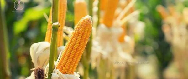 عکس ریشه ی ذرت