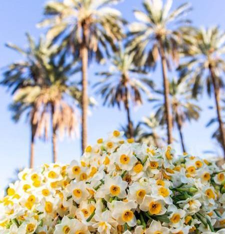 عکس منظره گل نرگس