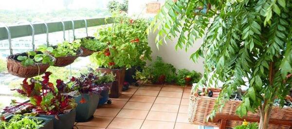 عکس ایده برای گلخانه در بالکن
