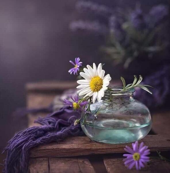 عکس گل برای پروفایل اینستا