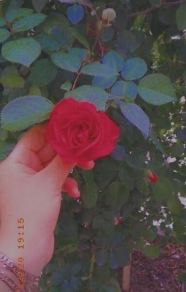 عکس گل برای پروفایل اینستا