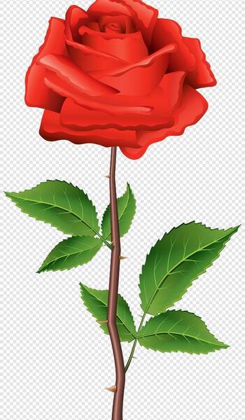 عکس گلهای تک شاخه زیبا