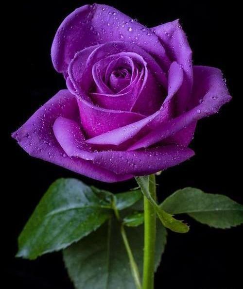 عکس گلهای تک شاخه زیبا