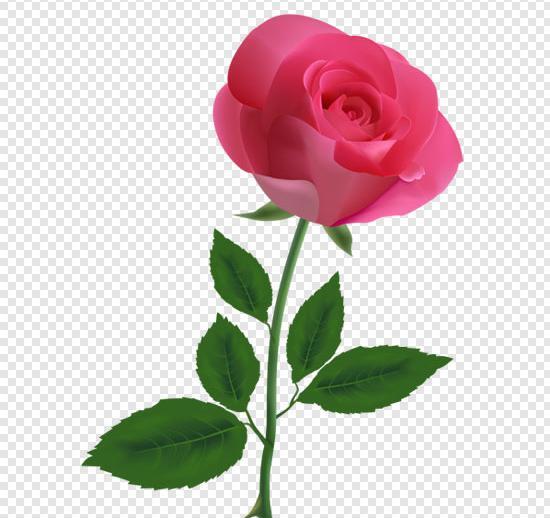 عکس گلهای تک شاخه زیبا