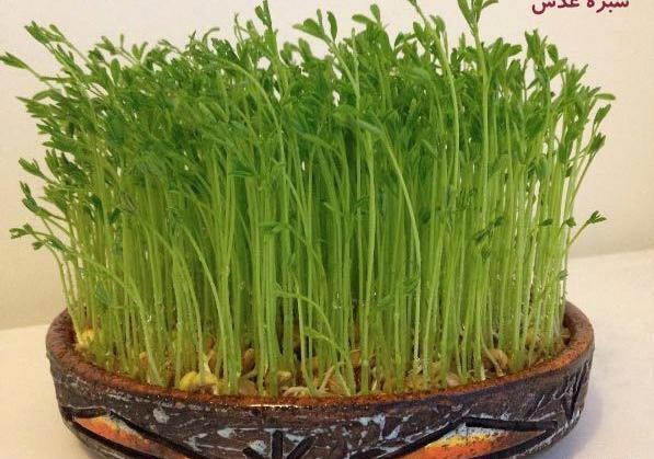 عکس انواع سبزه های عید