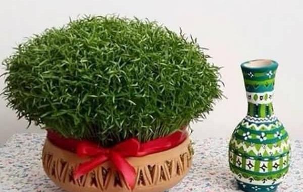 عکس انواع سبزه های عید