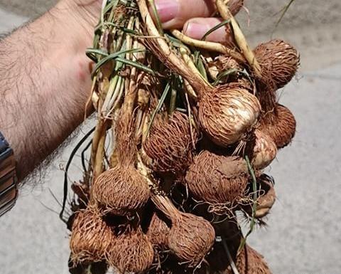 عکس جو قاسم