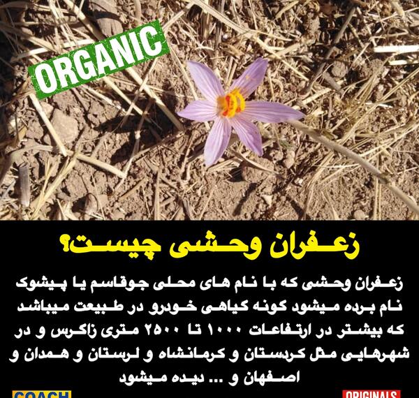 عکس جو قاسم