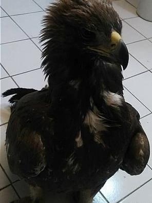 عکس عقاب خسته