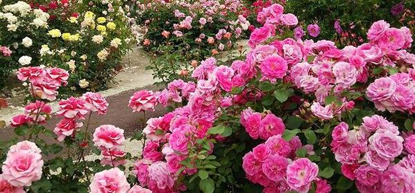 عکس دسته گل محمدی