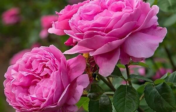 عکس دسته گل محمدی