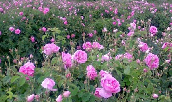عکس دسته گل محمدی