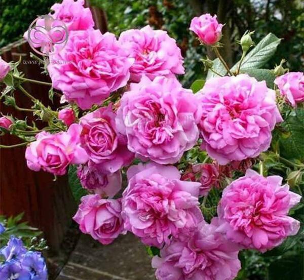 عکس دسته گل محمدی
