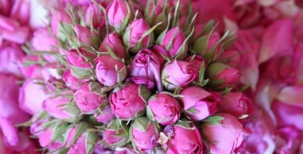 عکس دسته گل محمدی