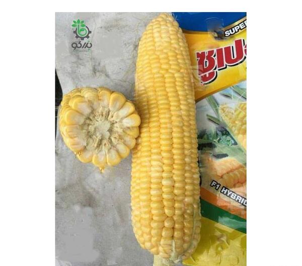 عکس ذرت زرد