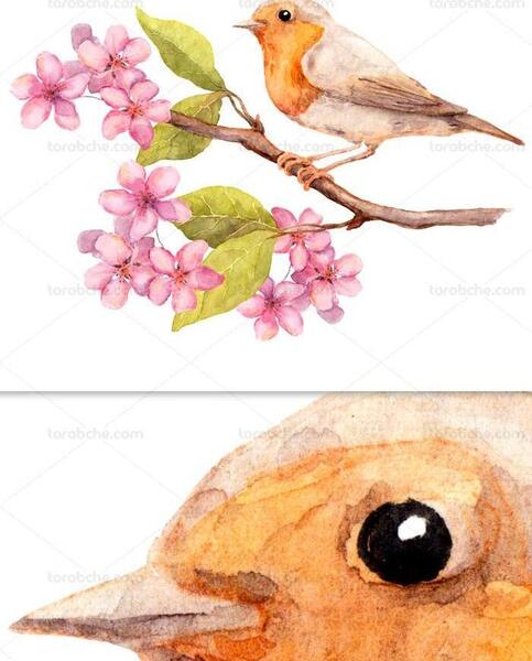 عکس طراحی شکوفه