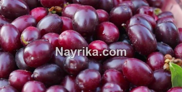 عکس زغال اخته خشک