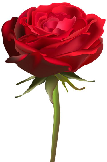 عکس گل رز تکی زیبا