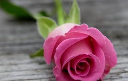 عکس گل رز تکی زیبا