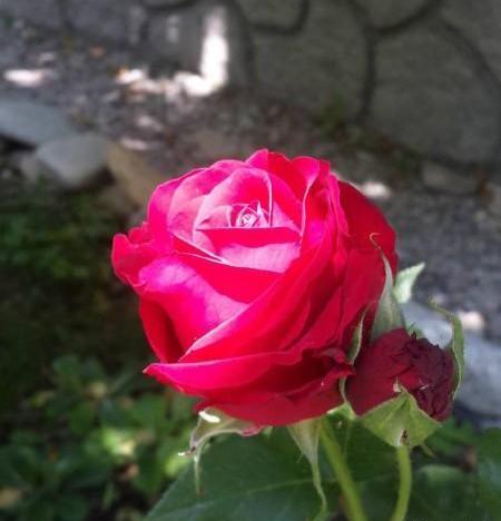 عکس گل رز تکی زیبا