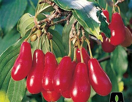 عکس از زغال اخته