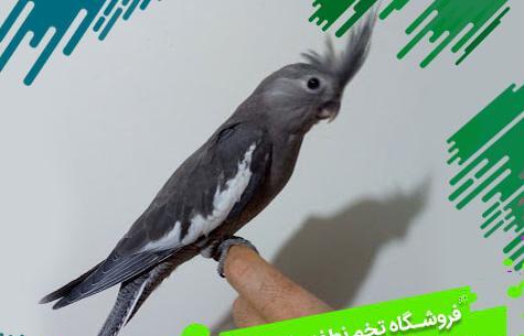 عکس طوطی وایت فیس