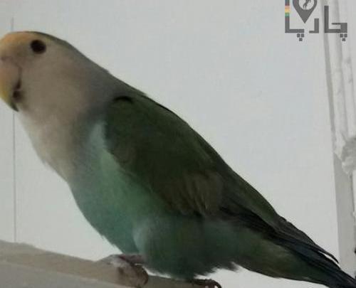 عکس طوطی وایت فیس