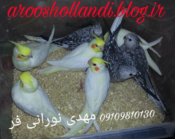 عکس طوطی وایت فیس