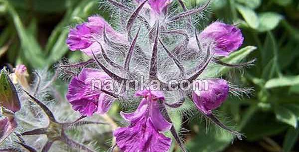 عکس گیاه چای چوپان
