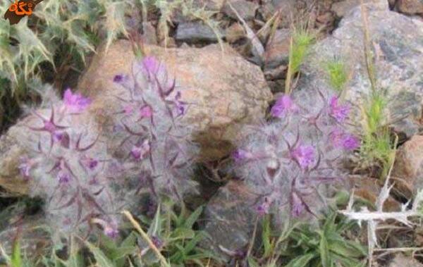 عکس گیاه چای چوپان