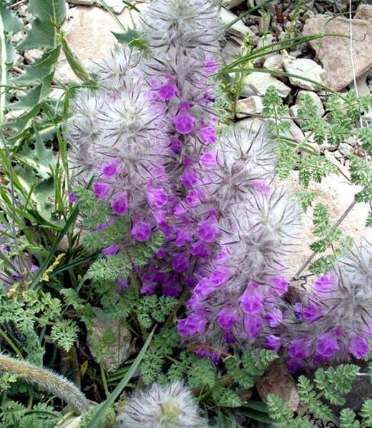 عکس گیاه چای چوپان